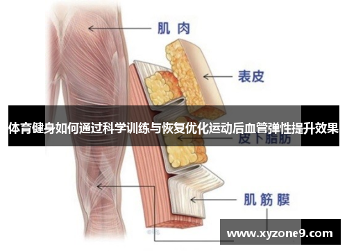 体育健身如何通过科学训练与恢复优化运动后血管弹性提升效果